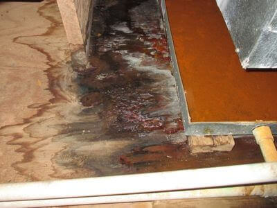 About Black Mold Removal Lincoln Park - black mold removal experts in Lincoln Park
